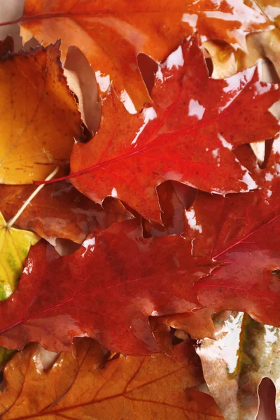 色彩缤纷湿的秋叶 — 图库照片