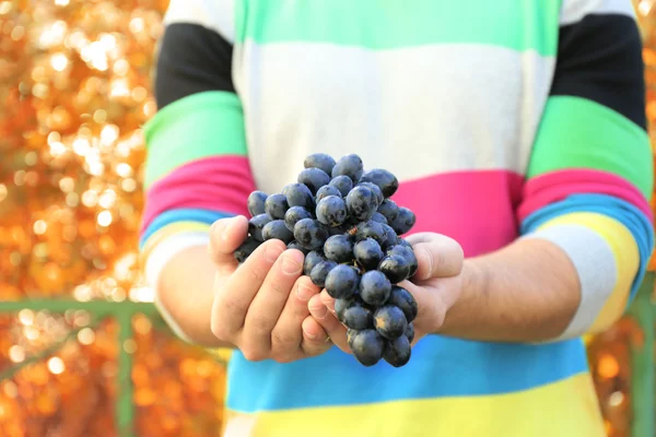 Человек держит виноград — стоковое фото