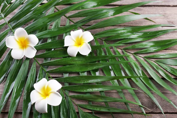 Frangipani blomma med palm lämnar — Stockfoto