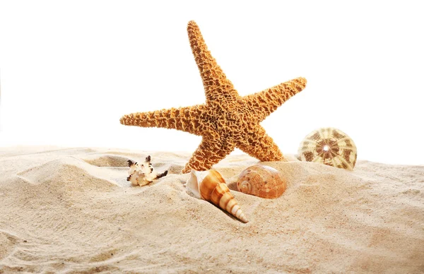 Sea star en schelpen op zand — Stockfoto