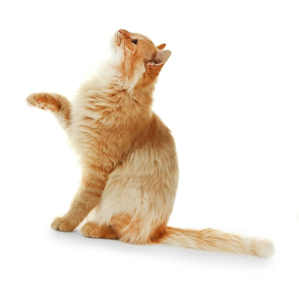 Jogando vermelho gato isolado — Fotografia de Stock