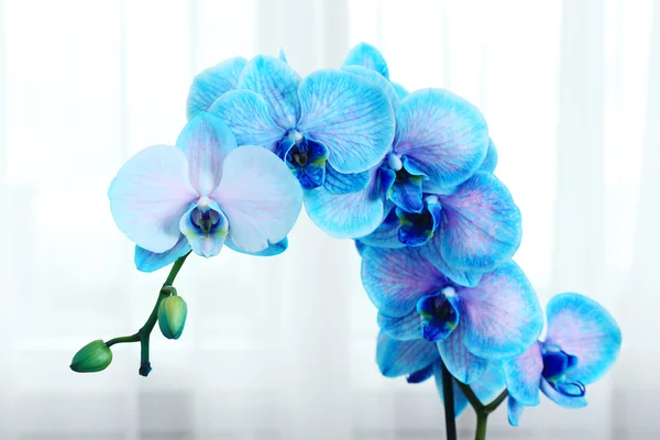 Beautiful blue orchid flowers