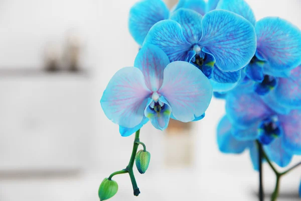 Blühender Zweig der blauen Orchidee — Stockfoto
