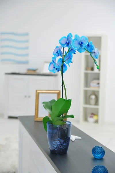 Beautiful blue orchid flower on table — Stock Photo, Image