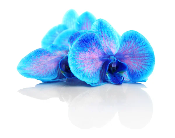 Schöne blaue Orchidee isoliert — Stockfoto