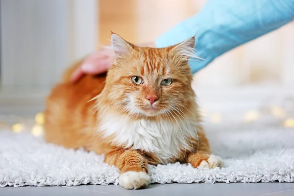 Man's hand stroking a fluffy red cat — Stock Photo, Image