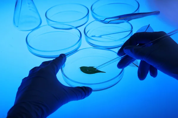 Petri dishes in laboratory — Stock Photo, Image