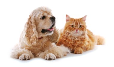 Amerikan cocker spaniel ve kırmızı kedi