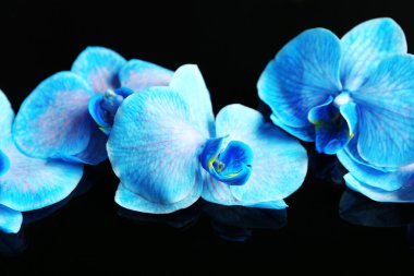 Güzel mavi orkide çiçekler 