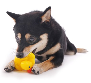 Siba Inu oyuncak ördek ile oynamak