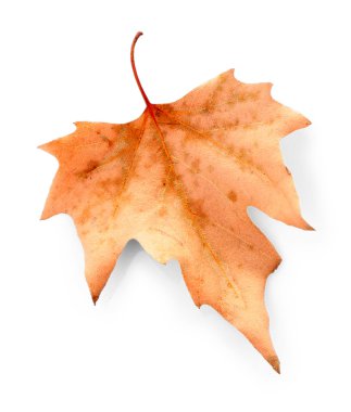 Kuru akçaağaç yaprağı