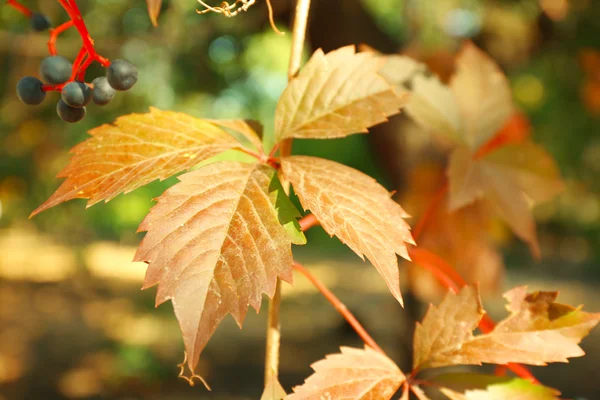 Jesienią gałęzie drzewa — Zdjęcie stockowe