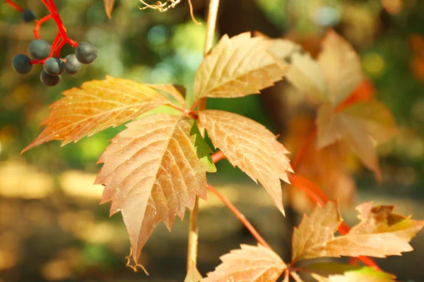 Ramas de árboles de otoño — Foto de Stock