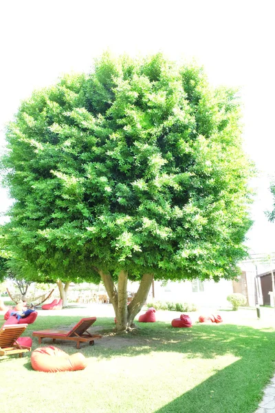 Asientos cómodos suaves bajo el árbol — Foto de Stock