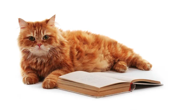 Red cat and book isolated — Stock Photo, Image