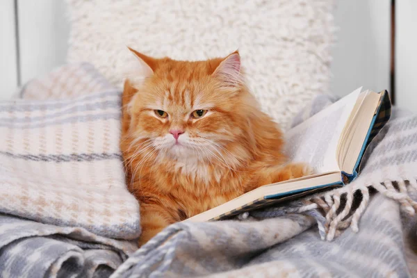 Gato rojo con libro en sofá — Foto de Stock