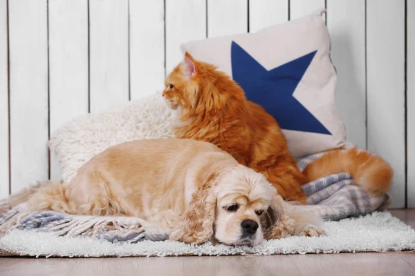 Röd katt och hund med bok — Stockfoto