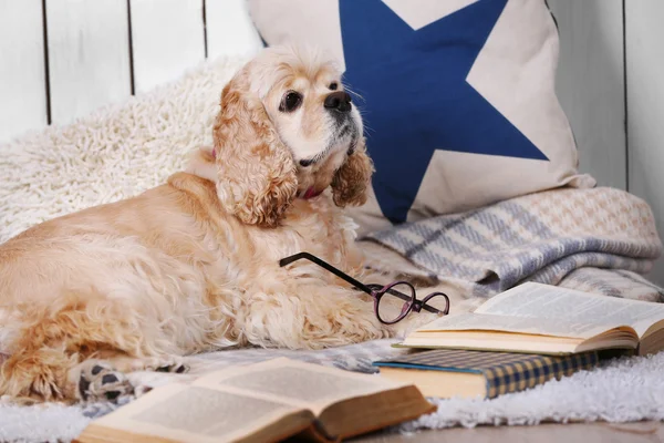 Cane con libri sul divano — Foto Stock