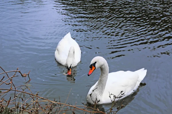 Svanar på dammen i parken — Stockfoto