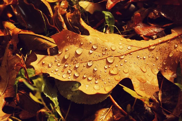 Autumn leaves background — Stock Photo, Image