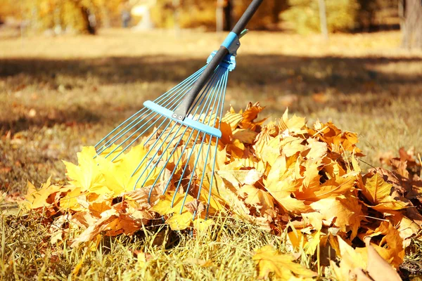 Raking fall leaves with rake — Stock Photo, Image