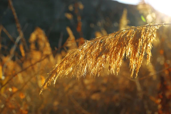 Zlatá reed v lese — Stock fotografie