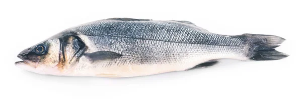 Fresh sea bass fish — Stock Photo, Image
