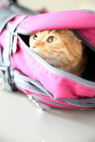 Червоний кіт у спортивній сумці — стокове фото
