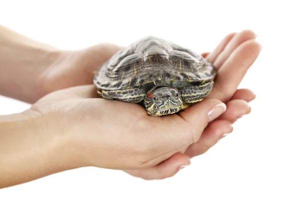 Tortue dans les mains de la femme — Photo