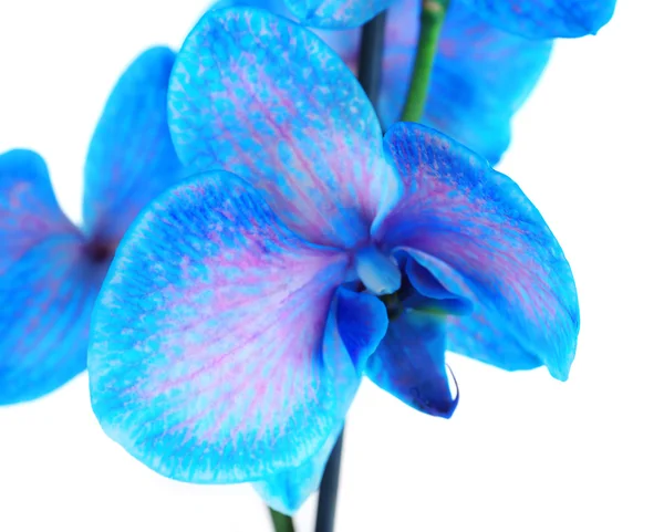 Lindas flores de orquídea azul — Fotografia de Stock