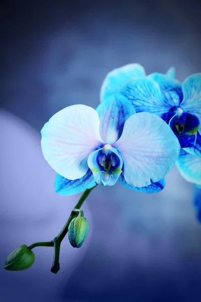 Belle orchidée bleue sur le sol — Photo