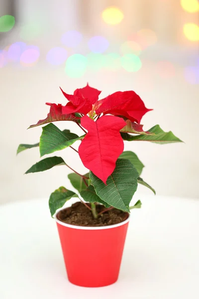 Christmas flower poinsettia in living room — Stock Photo, Image