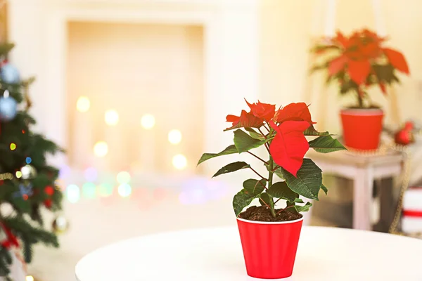 Karácsonyi belső és a virág, Mikulásvirág — Stock Fotó