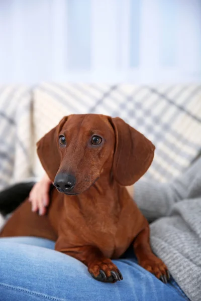 Femme avec chiot teckel mignon — Photo