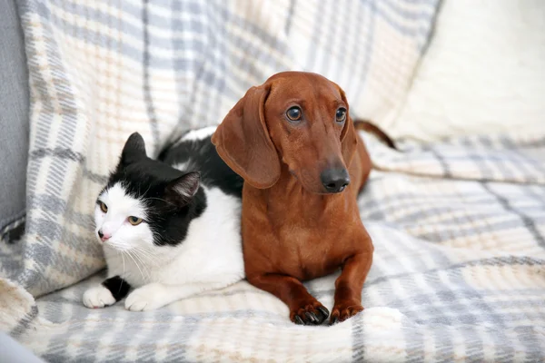 Piękny kot i jamnik pies — Zdjęcie stockowe