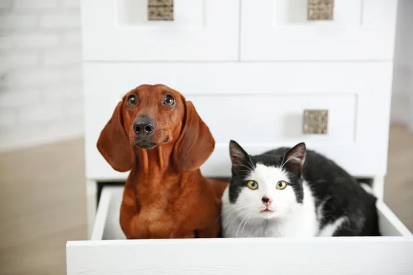 Hermoso gato y perro salchicha — Foto de Stock