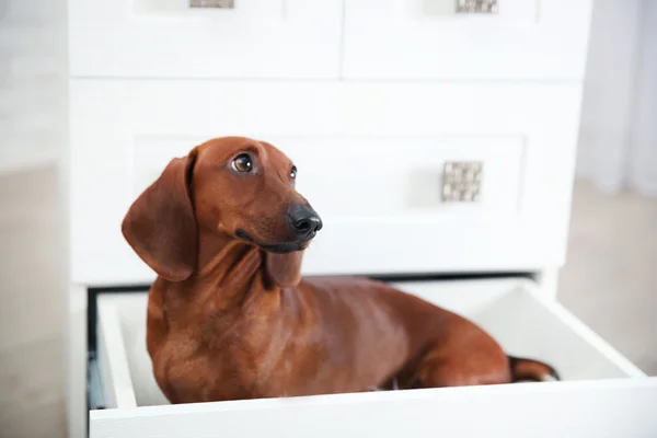 Oturan dachshund köpek — Stok fotoğraf