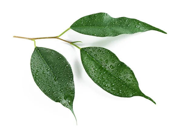 Зеленые листья с каплями воды — стоковое фото