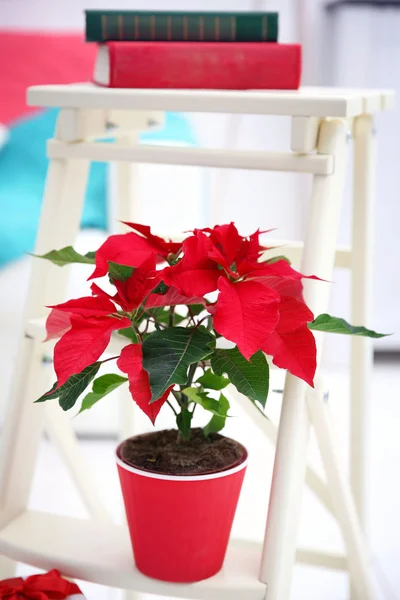 Navidad flor poinsettia y decoraciones — Foto de Stock