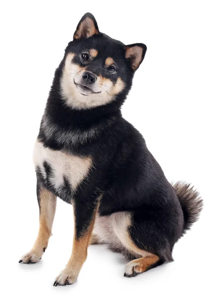 Siba inu hund isolerade — Stockfoto