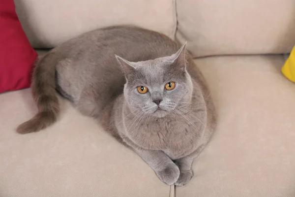 Beautiful grey cat — Stock Photo, Image