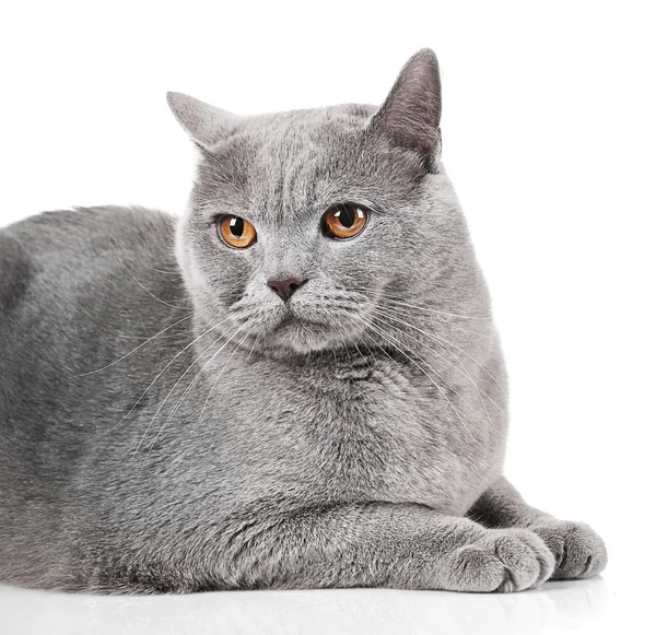 Gato gris de pelo corto — Foto de Stock