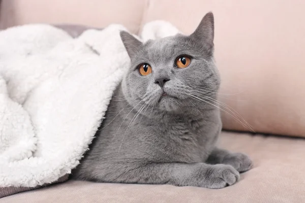 Gato gris bajo cuadros blancos en el sofá — Foto de Stock