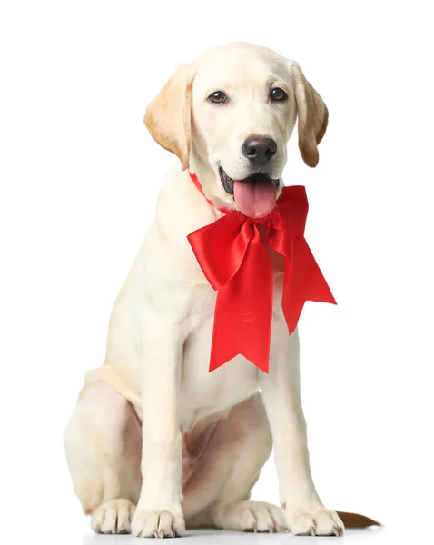 Bellissimo Labrador retriever con fiocco rosso — Foto Stock