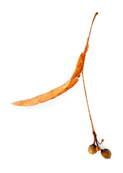 Trockenes Blatt mit Erbsen — Stockfoto