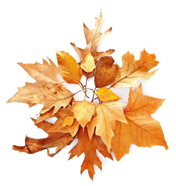 Drift of dry maple leaves — Stock Photo, Image