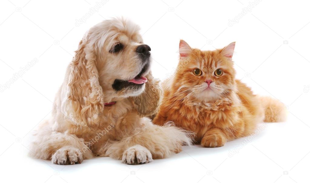 American cocker spaniel and red cat