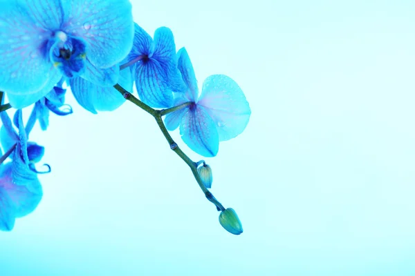 Beautiful orchid flowers — Stock Photo, Image