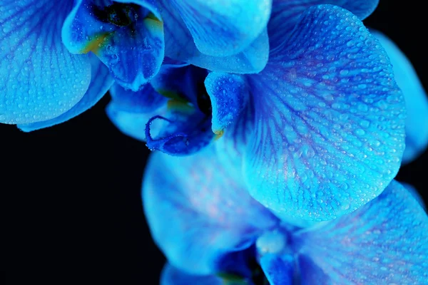 Hermosas flores de orquídea azul — Foto de Stock