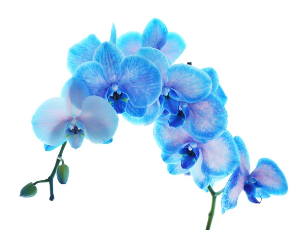 Beautiful blue orchid flowers — Stock Photo, Image